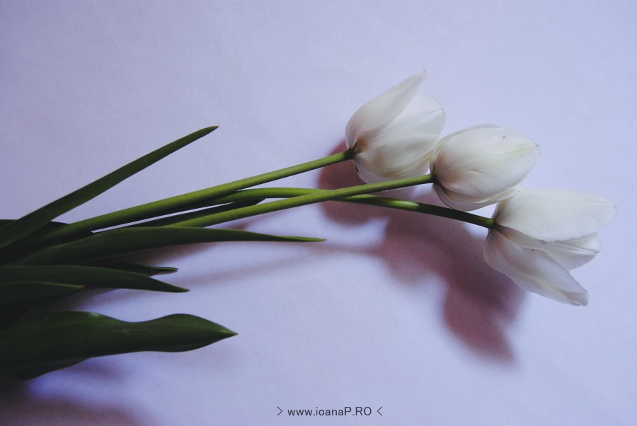 white-tulips-lalele-albe
